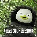 벨로즈