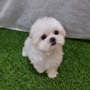 우리애견 | 부천 애견분양후기, 우리 집 행복 찾은 특별한 이야기