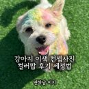세정목욕탕 | 강아지 컬러팝 후기! 개린이날 맞이 유치원 이벤트 (feat. 컬러팝한 강아지의 최후) 세정법
