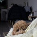 아이앤지동물병원 | 부산 해운대동물병원에서 강아지건강검진 받고왔어요! 아이앤지동물병원