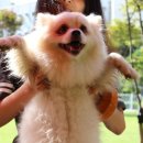 숲속애견랜드 이미지