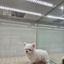 이정훈 강아지 하남본점 | 하남강아지분양 고민 끝에 선택한 "이정훈강아지 하남본점" 솔직 후기