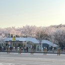 오목호수 | 서울 벚꽃 명소 여의천 봄나들이 2026 양재천 벚꽃축제 즐긴 후기