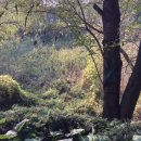 고라니김밥 이미지