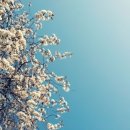 고운이치과