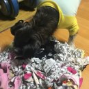양평군농업기술센터 본소 | [멍멍] 유기견 입양 도전기 (사지 마세요 입양하세요, 포인핸드)