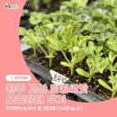 고산농협 매호점 앞 | 완주 고산 토종씨앗 모종장터 후기