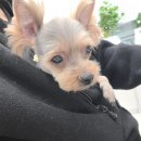 정샘 동물병원 이미지