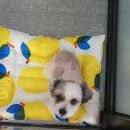 the 굿 dog 이미지