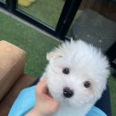 글로리 폭스 꼬똥 이미지