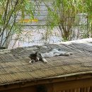 진카페(zin cafe) | 발리에서 일하기 좋은 카페, 코워킹스페이스 진 카페(ZIN Cafe) 방문 후기