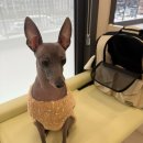 산들동물병원 | 과잉진료없는 신내동 동물병원 추천, 1인 원장님 진료 후기