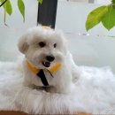 개좋은날 이미지