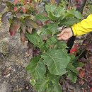 251107 샤넬백 자백한 김건희… “여론광풍 비난 두려워” 이미지