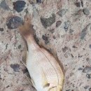 블루마레 오션 이미지