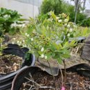 영란농장 이미지