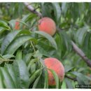 신농농장 이미지