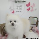 포댕포댕 네이버블로그