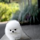 퍼피슈가 이미지