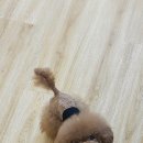 똥강아지 이미지