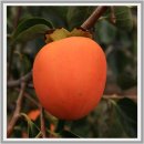 하동농장 | 한국기행 경남 하동 대봉감 농장 체험, 위치, 주문하는 방법 총정리 오색빛 찬란한 가을 고향집 풍경