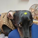 한양한방동물병원 이미지