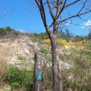 개나리꽃민박 이미지