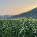 삿갓농장(2) | [강원도 영월/정선] 칠공주의 김삿갓삿갓