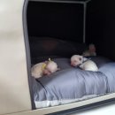 켄넬203 말티푸분양, 미니비숑분양 이미지