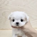 퍼펫 애견카페 이미지