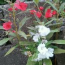 면류관노인대학 이미지