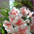 아젤리아 이미지