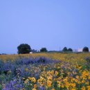 보라꽃화원 이미지