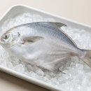 남대문자원 | 화사 덕자찜 덕자생선, "시가 18만원 그 생선이 이거였다고?" 덕자병어 회 원물 남대문 목포 자연산 추천