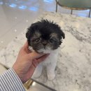 광주037 | 광주강아지분양샵 파티말티푸 실버