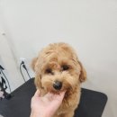 애견미용 이미지