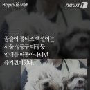 백설세탁소 이미지