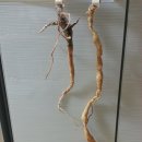 황토펜션 이미지