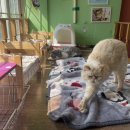 시골쥐를 부탁해 이미지