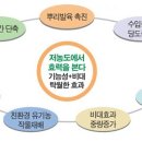 식물활성 만다효소의 효과 이미지