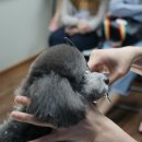 최덕황애견미용학원 네이버블로그