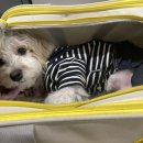 웰니스동물병원 스타필드 고양 이미지