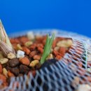 피기피기 이미지