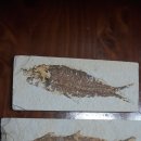 진귀한 화석류(삼엽충,어류,암모나이트) 이미지