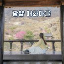 금한마을-정자나무옆 | 전남 광양 가볼만한곳 광양 매화마을 축제 포토존 위치 실시간 CCTV