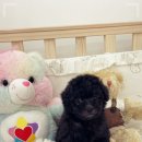 퍼피댕 안심분양소 강아지분양 애견입양 천안아산점 이미지