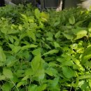 솔안농장 이미지