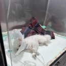 고려종합동물병원 | 청주 고려동물병원 새벽 진료 후기 | 심장병·폐고혈압을 앓는 포도의 응급 치료 이야기