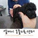 엘케이동물의료센터