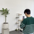 도도플랜츠 | 4.8kg냥이 스코티시폴드 🌳김우유나무 만들어준 날. 스톤제작 후 남은 유골 고양이화분장 장례 후 가정...